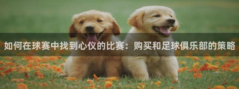 意昂4代理：如何在球赛中找到心仪的比赛：购买和足球俱乐部的策